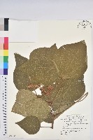 野桐藏品圖，第1張