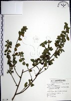 圓葉金午時花藏品圖，第1張