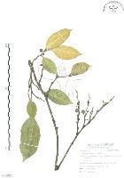 白肉榕藏品圖，第1張