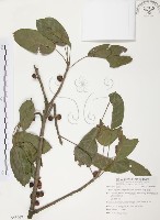 雀榕藏品圖，第1張