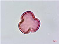 青剛櫟、鐵椆藏品圖，第2張