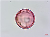 青剛櫟、鐵椆藏品圖，第3張