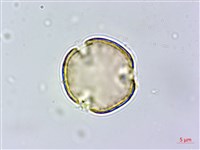 青剛櫟、鐵椆藏品圖，第5張