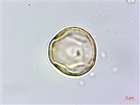 青剛櫟、鐵椆藏品圖，第6張