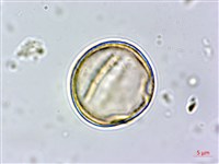 青剛櫟、鐵椆藏品圖，第7張