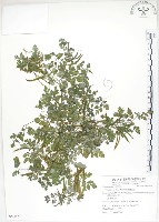 臺灣黃菫藏品圖，第1張