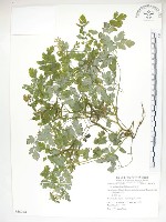 臺灣黃菫藏品圖，第1張