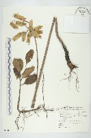 落地生根藏品圖，第1張