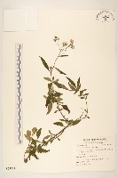 一枝香藏品圖，第1張