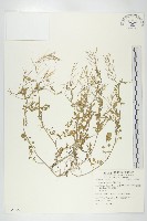 焊菜藏品圖，第1張