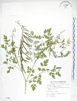 臺灣黃菫藏品圖，第1張