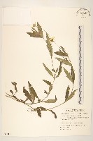 蟛蜞菊藏品圖，第1張