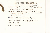 蟛蜞菊藏品圖，第2張