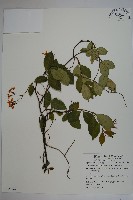 細梗絡石藏品圖，第1張