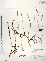 綬草藏品圖，第1張