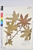 蓖麻藏品圖，第1張