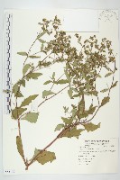 豨薟藏品圖，第1張