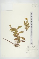 南美蟛蜞菊藏品圖，第1張