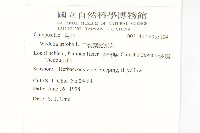 南美蟛蜞菊藏品圖，第2張