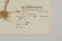 藜、灰藜藏品圖，第2張