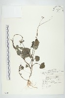 紫背草藏品圖，第1張