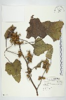 蒼耳藏品圖，第1張