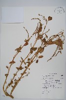 青莧藏品圖，第1張