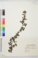 小葉黃鱔藤藏品圖，第2張