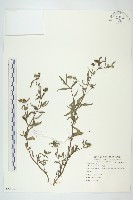 鱧腸藏品圖，第1張