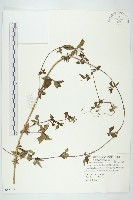 番仔藤藏品圖，第1張