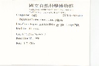 銀膠菊藏品圖，第2張