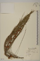 木麻黃藏品圖，第1張