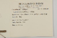 木麻黃藏品圖，第2張