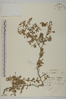 北仲, 刺裸實藏品圖，第1張