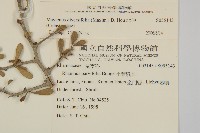 北仲, 刺裸實藏品圖，第2張