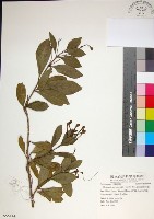 苦林盤藏品圖，第1張