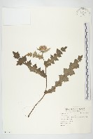 小薊藏品圖，第1張