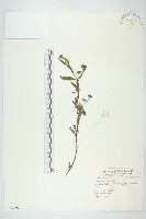 鱧腸藏品圖，第1張