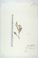 苦滇菜、苦菜藏品圖，第1張