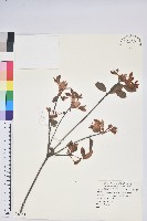 南澳杜鵑藏品圖，第1張