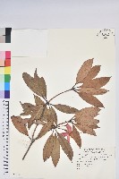 西施花、青紫木藏品圖，第1張