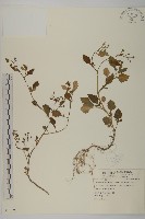 茯苓菜藏品圖，第1張