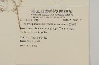 茯苓菜藏品圖，第2張