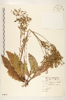 刀傷草藏品圖，第1張