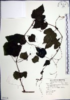 漢氏山葡萄藏品圖，第1張