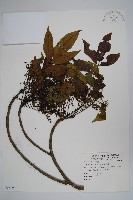 木蠟樹、山漆藏品圖，第1張