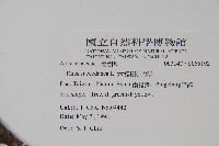 木蠟樹、山漆藏品圖，第2張