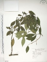 飛龍掌血藏品圖，第1張