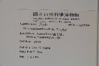 呂宋莢迷藏品圖，第2張