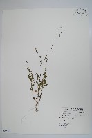 細葉蘭花參藏品圖，第1張